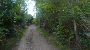 Chemin dans le Bois de la Rive